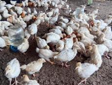Продаются индюшата р очамчира с илор цена 700-1000р