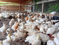 Продаются индюшата р очамчира с илор цена 700-1000р