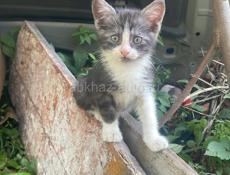 Котята порода Майкун с дворняшкой