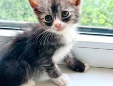 Котята порода Майкун с дворняшкой