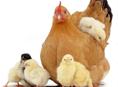 Продам курочку с циплятами 