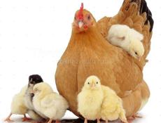 Продам курочку с циплятами 