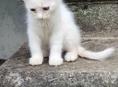 Котенок малчик