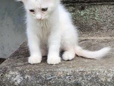 Котенок малчик