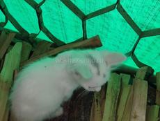 Котенок малчик