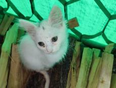 Котенок малчик