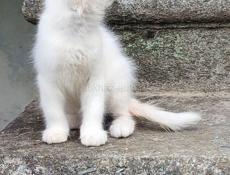 Котенок малчик