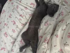 Потерялся любимый котенок!!! Просьба нашедшим отдать обратно по номеру телефона, вознаграждение будет!!!!