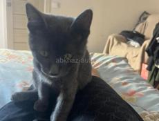 Потерялся любимый котенок!!! Просьба нашедшим отдать обратно по номеру телефона, вознаграждение будет!!!!