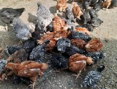 Продаются цеплята ,куры 