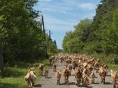 Продаю коз и козлов оптом 