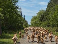 Продаю коз и козлов оптом 