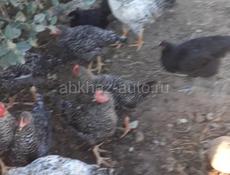 Продаются куры