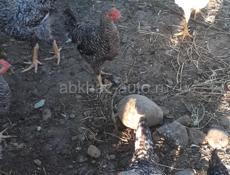 Продаются куры