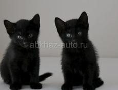Отдаю котят в добрые руки