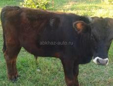 Продаётся бычок .55.60.кг