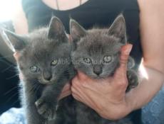Котята