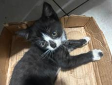 Котик