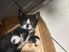 Котик