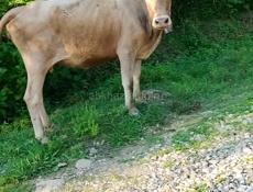Продам 