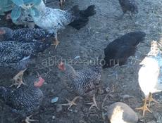 Продаются куры