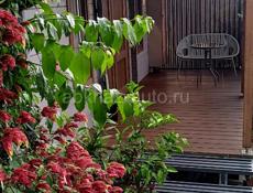 Уютные виллы "Хурма" и "Мандарин" 