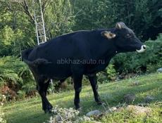 Продаю бычко́в