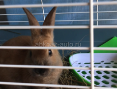 Декоративный кролик с клеткой