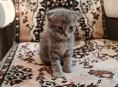 Продам породистых котят