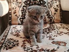 Продам породистых котят