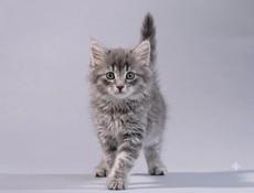 Продам породистых котят