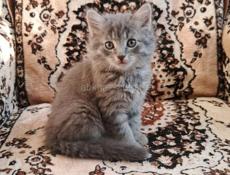 Продам породистых котят