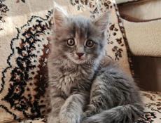 Продам породистых котят