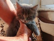 Продам породистых котят