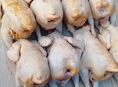 Продаются куры домашние чищеные и живые 