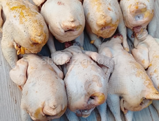 Продаются куры домашние чищеные и живые 