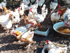 Продаются куры домашние чищеные и живые 