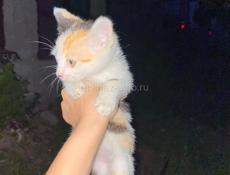 Выбросили котят!