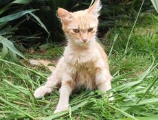 Нашлась кошечка в Лидзаве