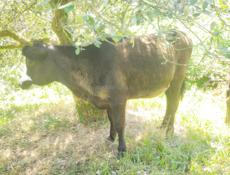 Продается тёлка 50 кг. 35.000 р