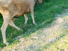 Продам 