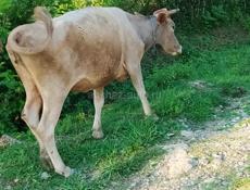 Продам