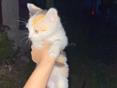 Выбросили котят!