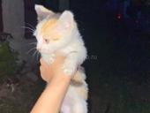 Выбросили котят!