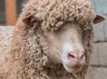 🐑 