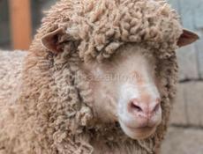 🐑 