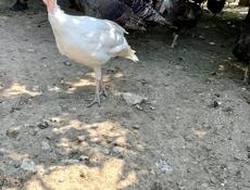 Продаются индюшата