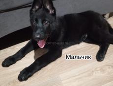 Немецкая овчарка