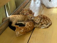 Котята в добрые руки 