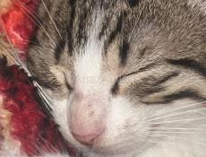 Отдам котят